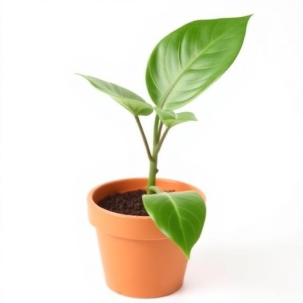 Planta de interior en maceta de terracota